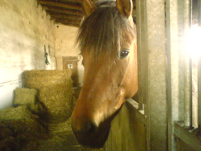 Ty mj koniu wycigowy :*