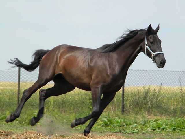 bajda