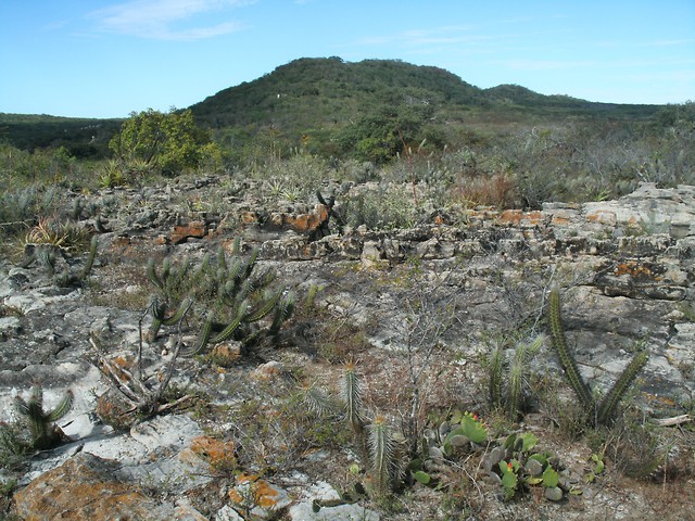 Green Desert
