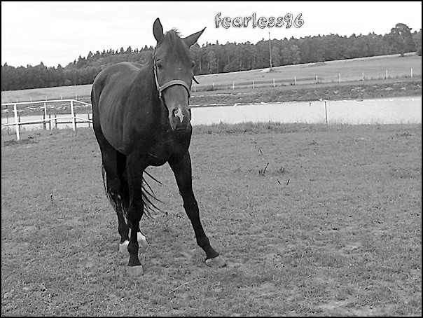 Graf ♥