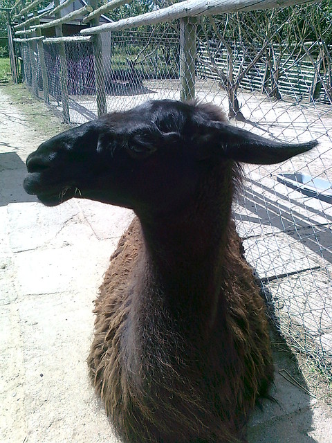 Lama!