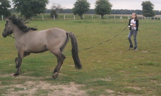 Miroon