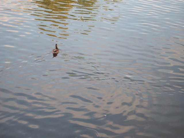 Oszukani