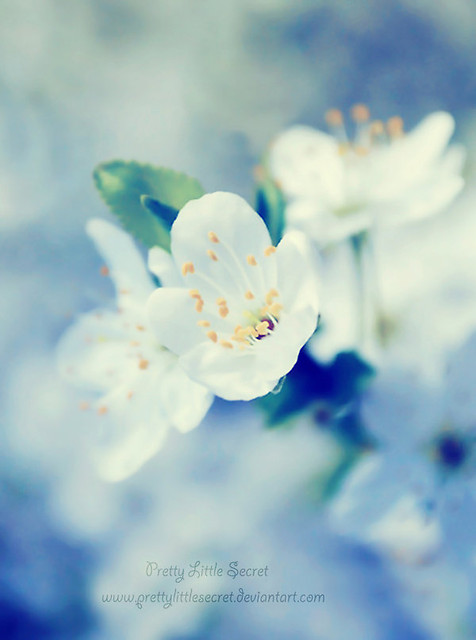 Blue Eiderdown