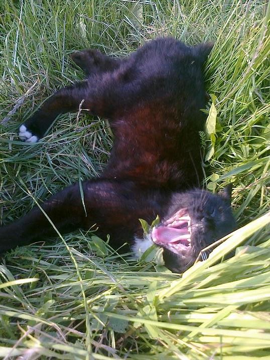 salem