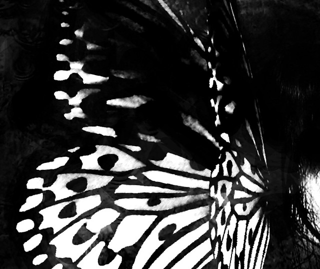 Motyl