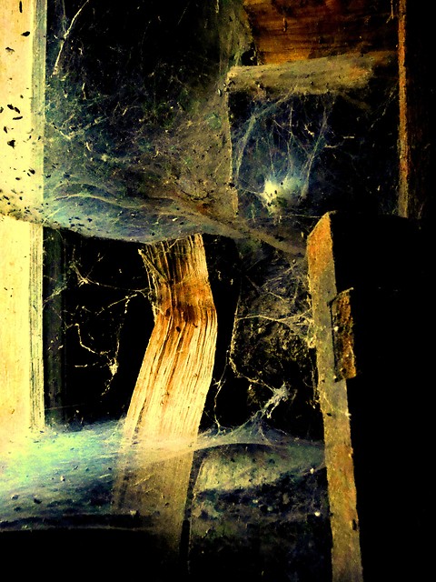 Spider's web