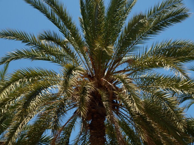 Palma