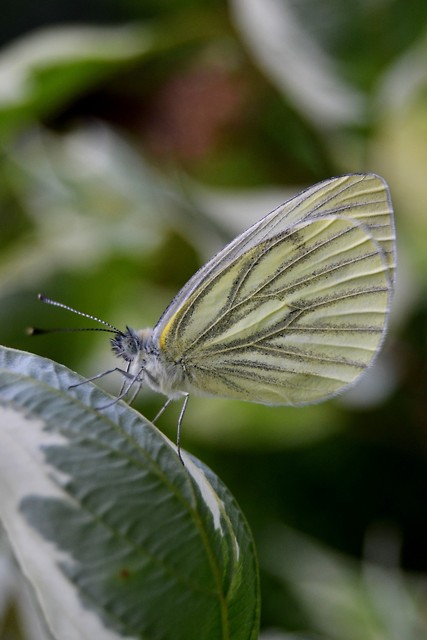 Motyl