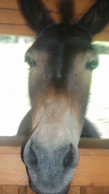 Osio