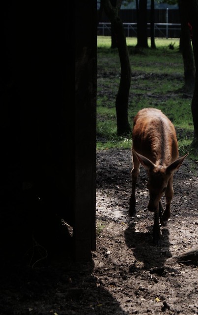 Filmowy Bambi.