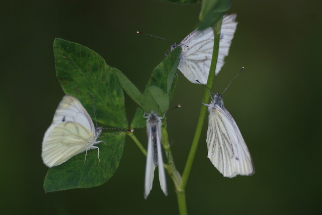 Motyli Zlot.