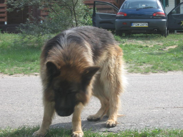 sodki no nie?