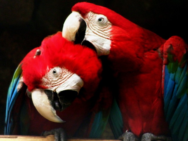 zoo