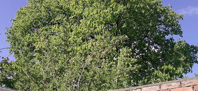 drzewko . 