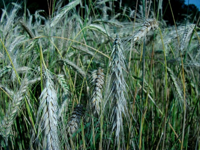 Harvest time