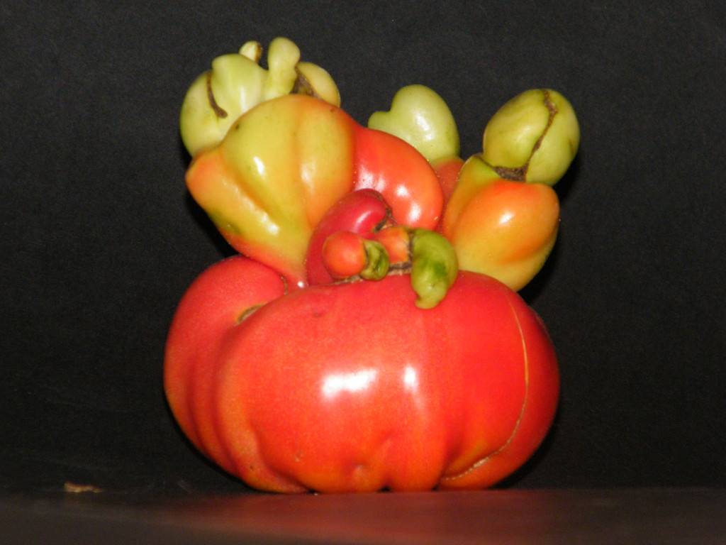 pomidor