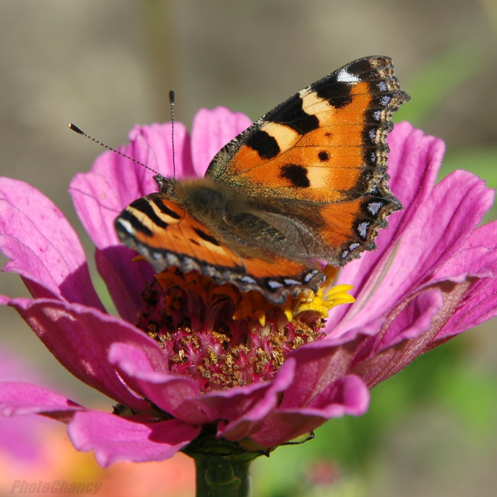 7. Butterfly.