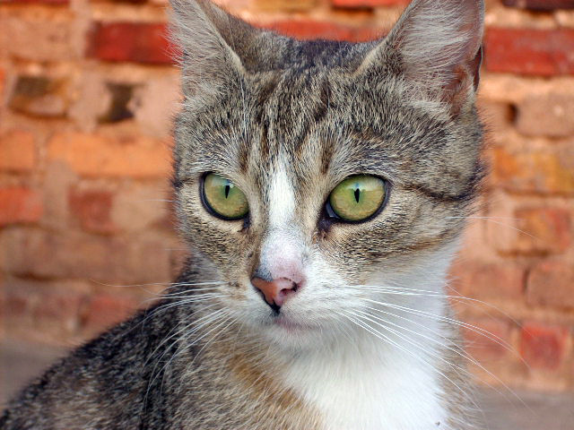 Moja kicia ;D
