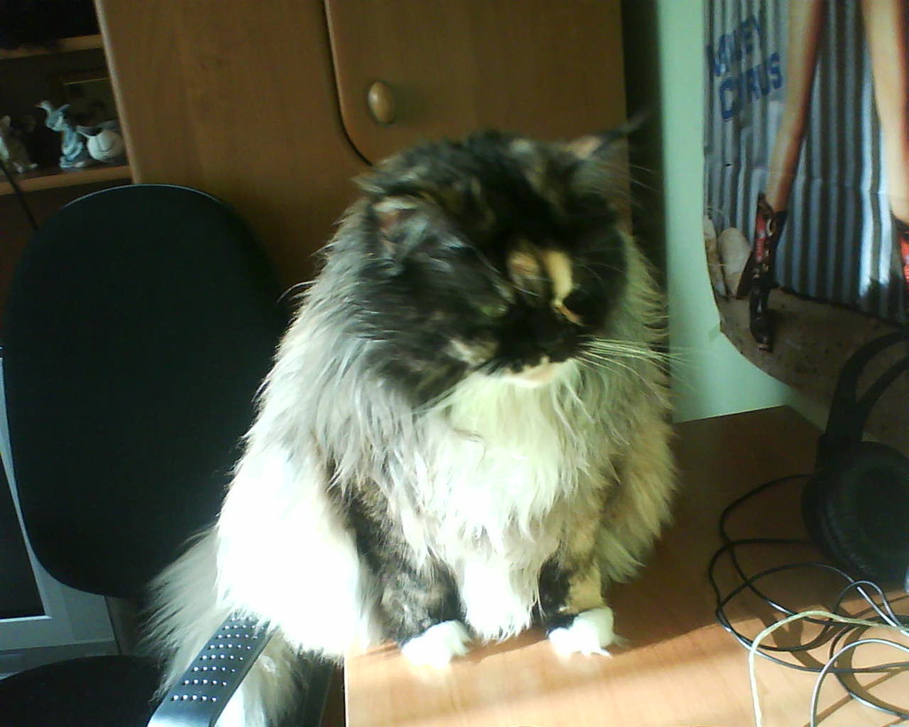 kicia;***