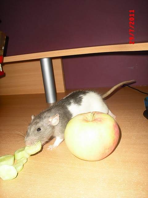 PinaColada ;)