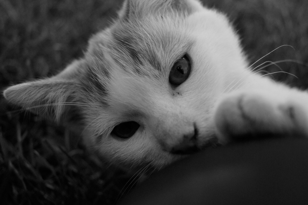 Black & White