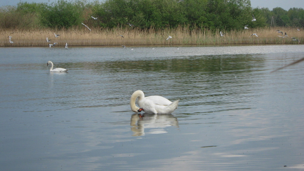 Ptasia wyspa.