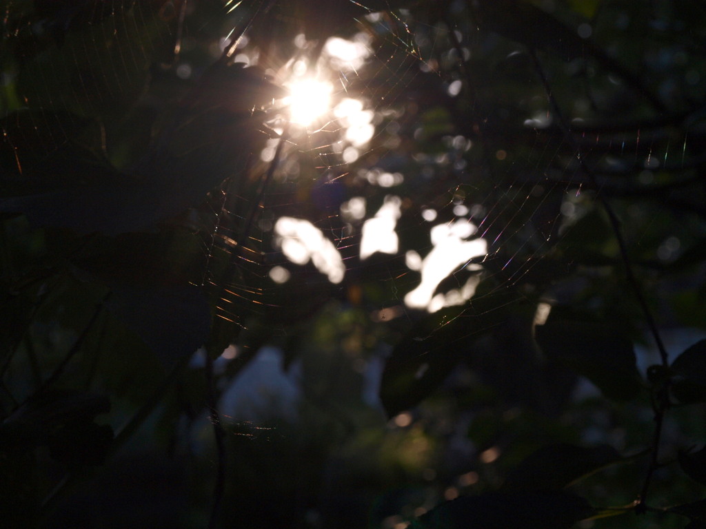spider web