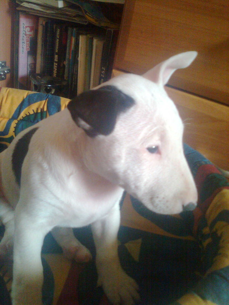 Mj piesek : ] 