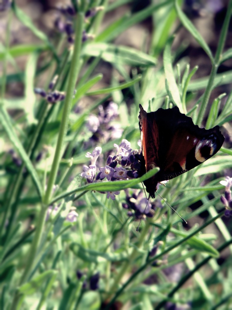 Butterfly 