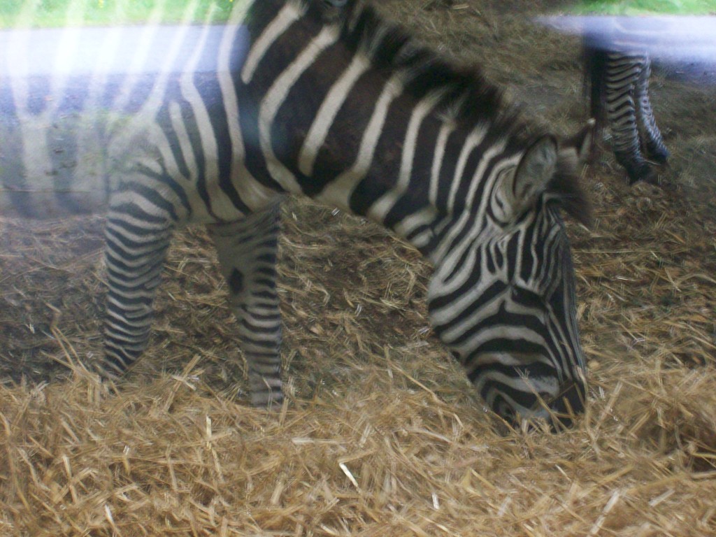 zebra.