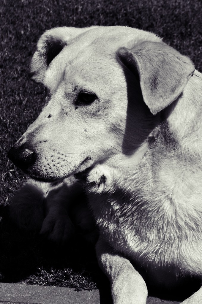 dog days.