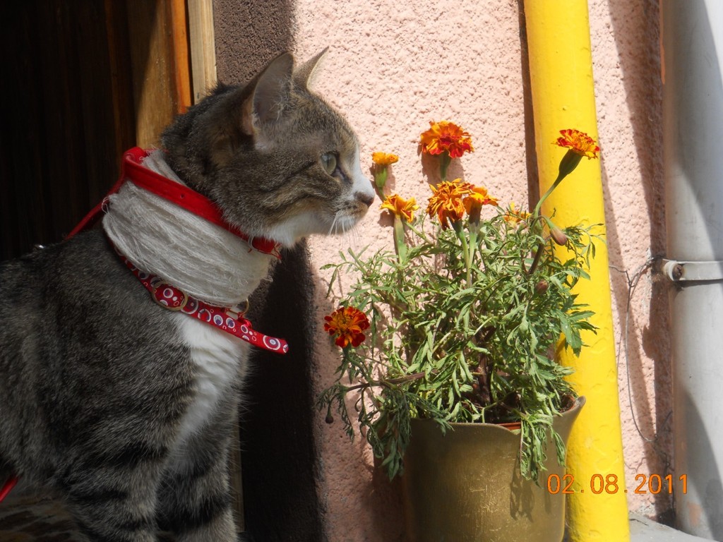 Toka ;]