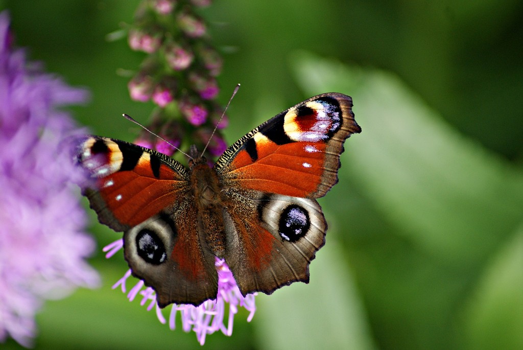 The butterfly