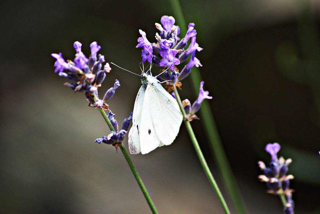 The butterfly  