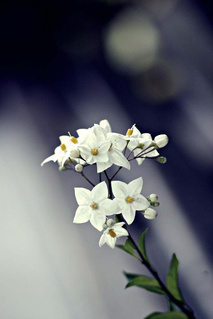 The flower
