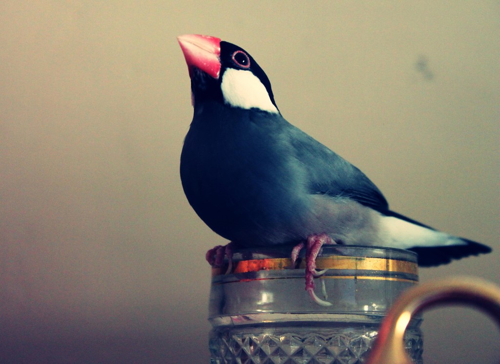 Birdi ;] 