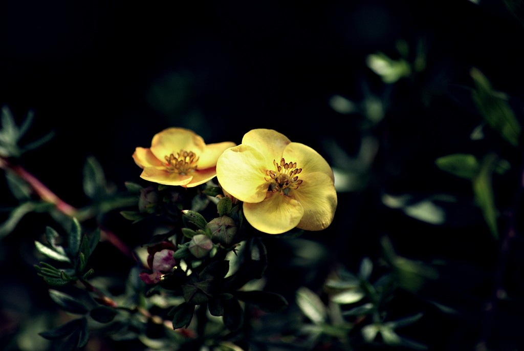 The flower