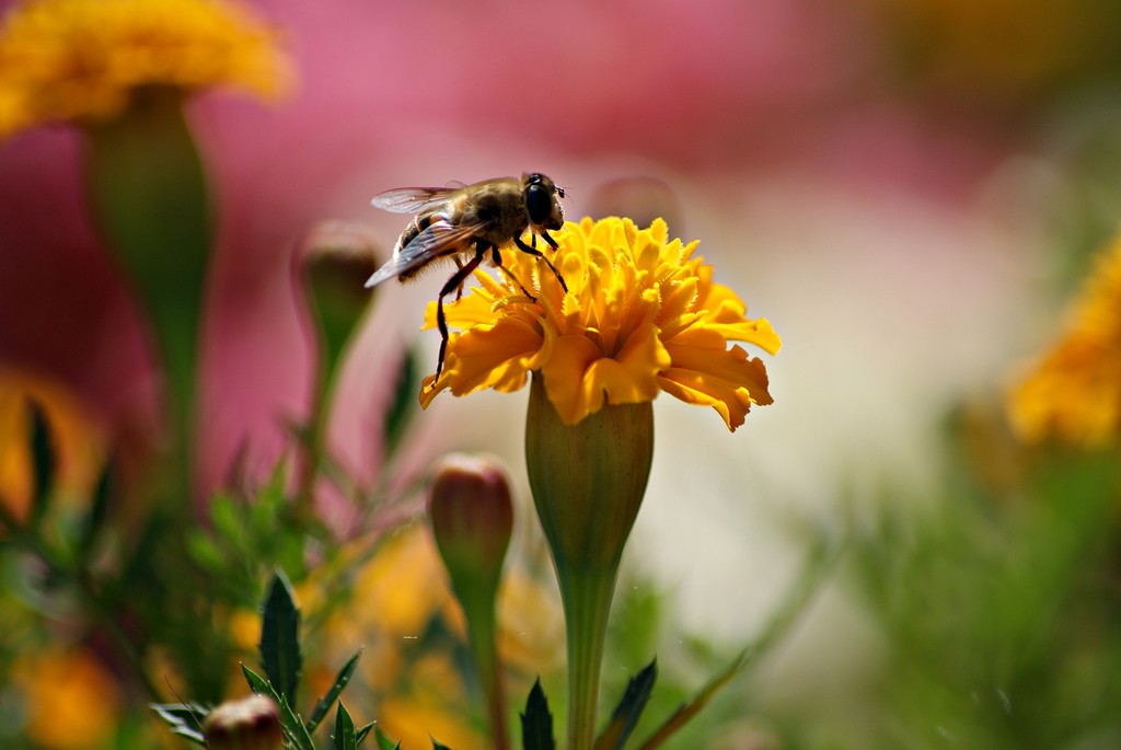The flower