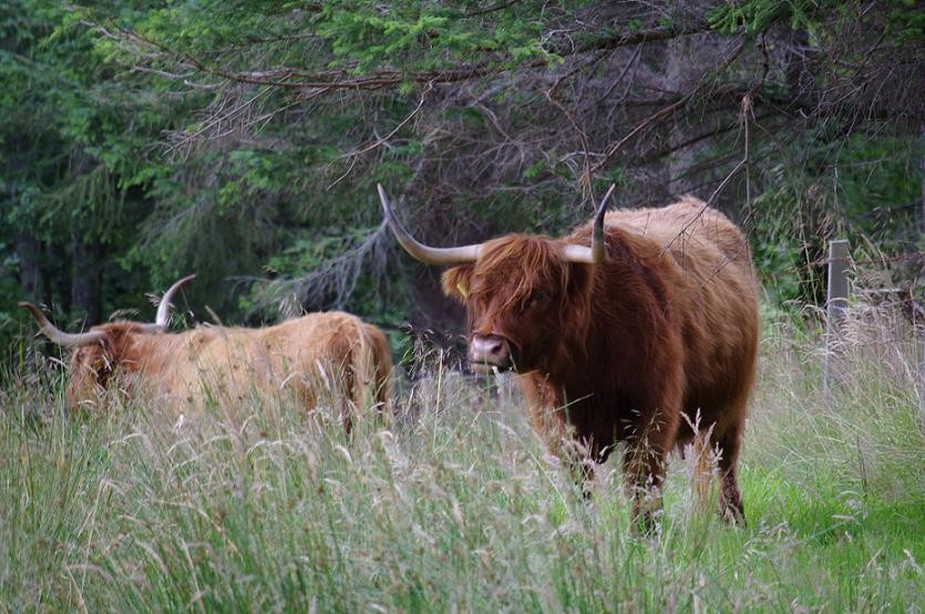 scottish cow ;)