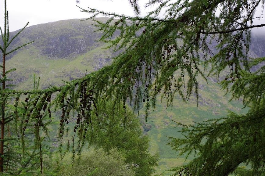 Fort William