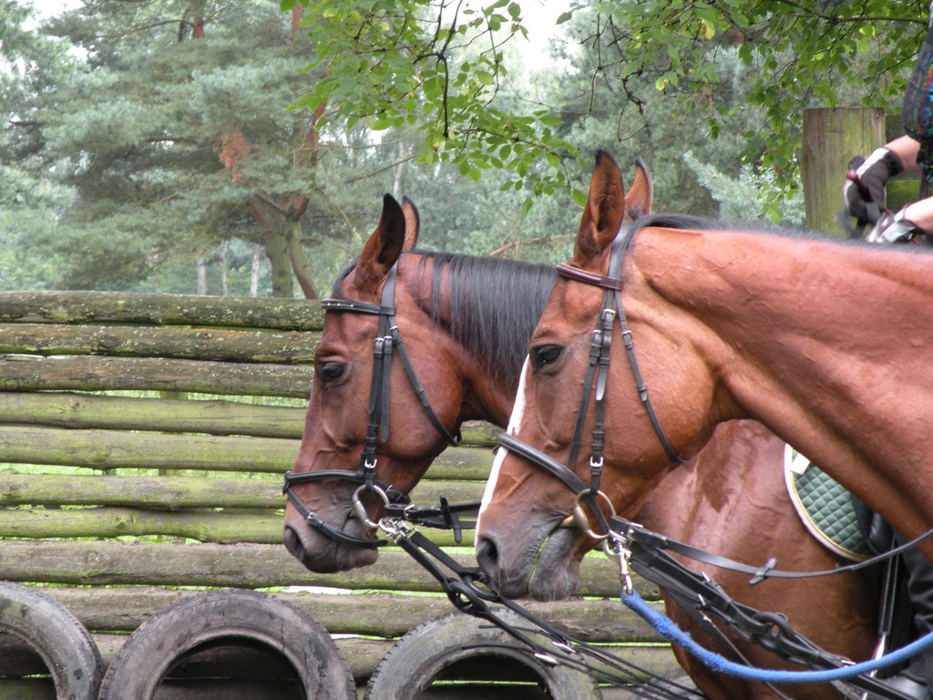 Mati i Ozina