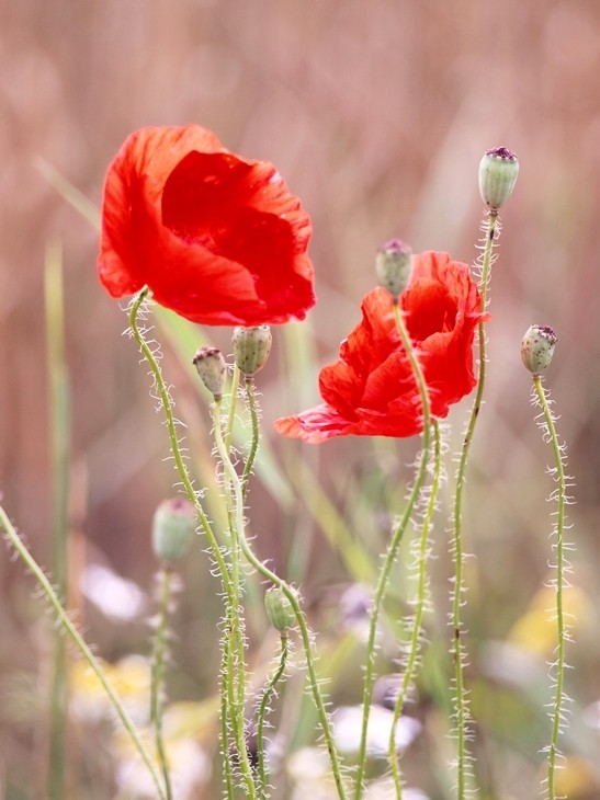 Poppy II