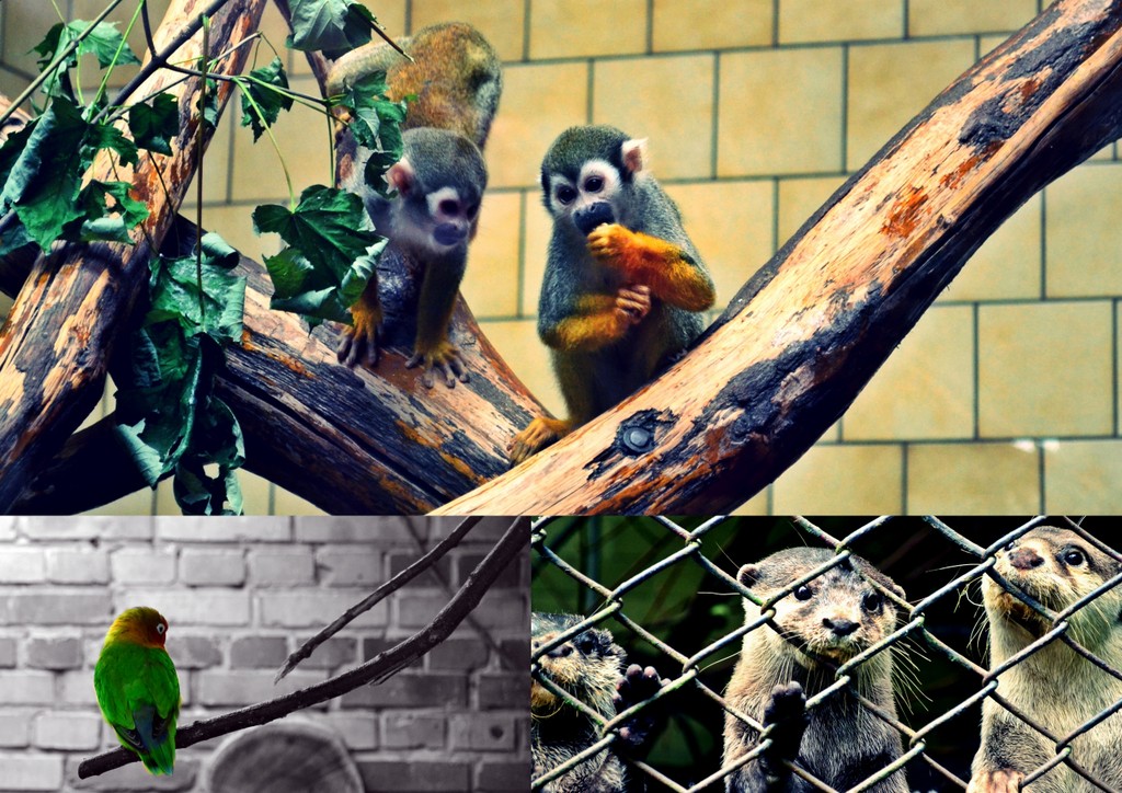 freedom for animals .