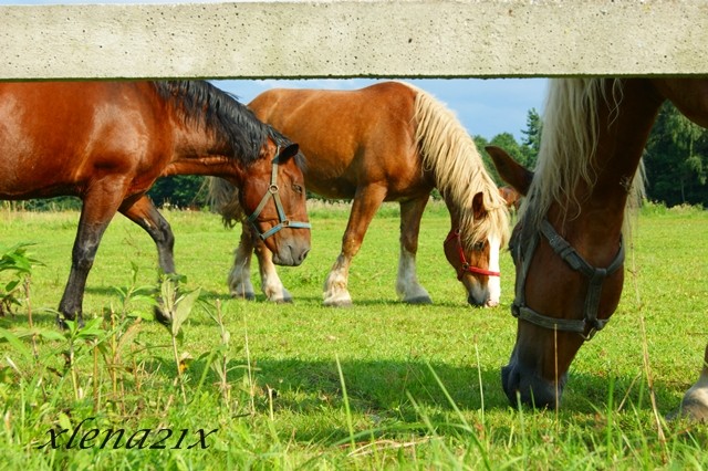 horses.