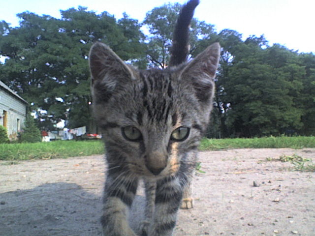Kitek