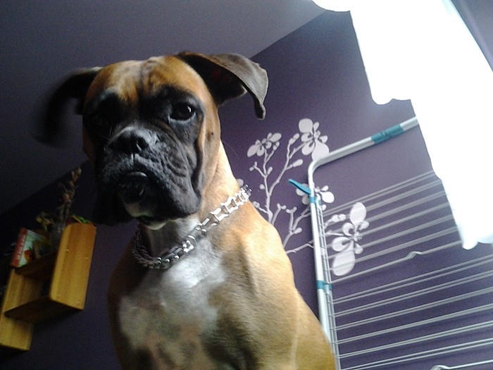 Piesek ;***