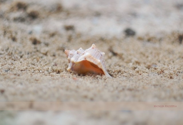 seashell