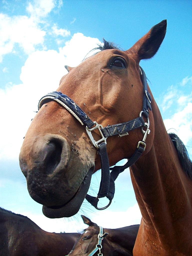 Braun horse.