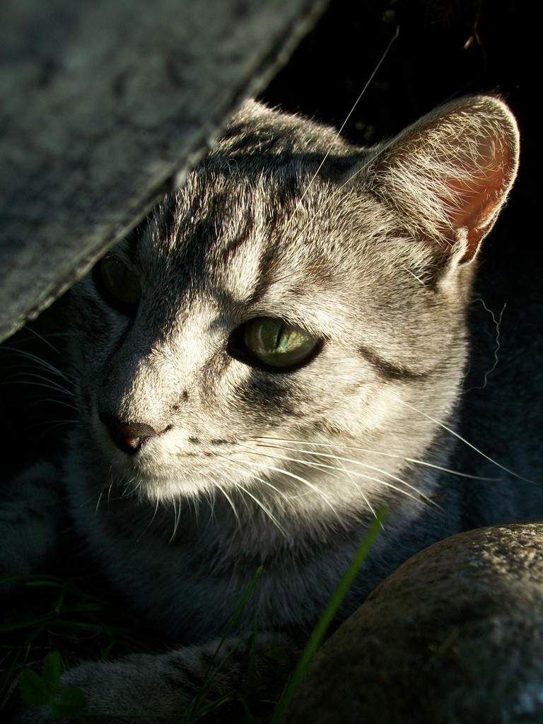 Moli :)